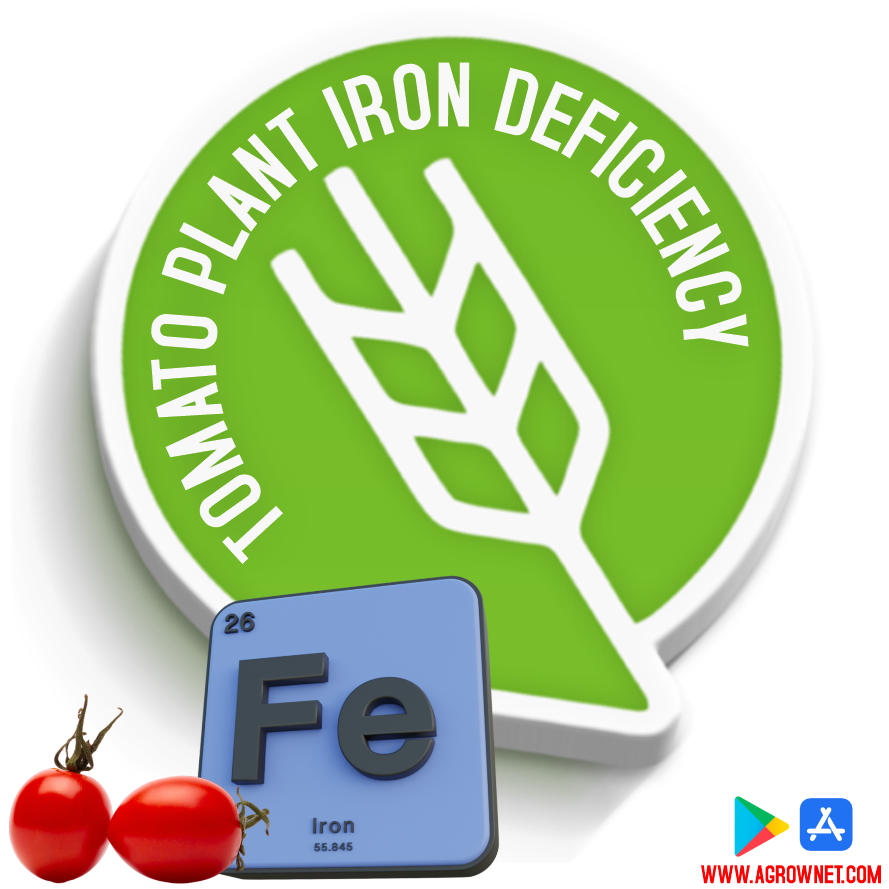 Tomato Plant Iron Deficiency : The Impact of Tomato Plant Iron ...